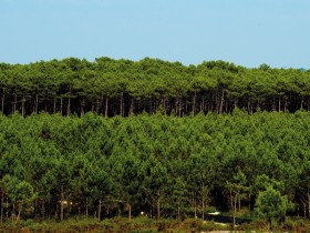 Mata Nacional do Urso